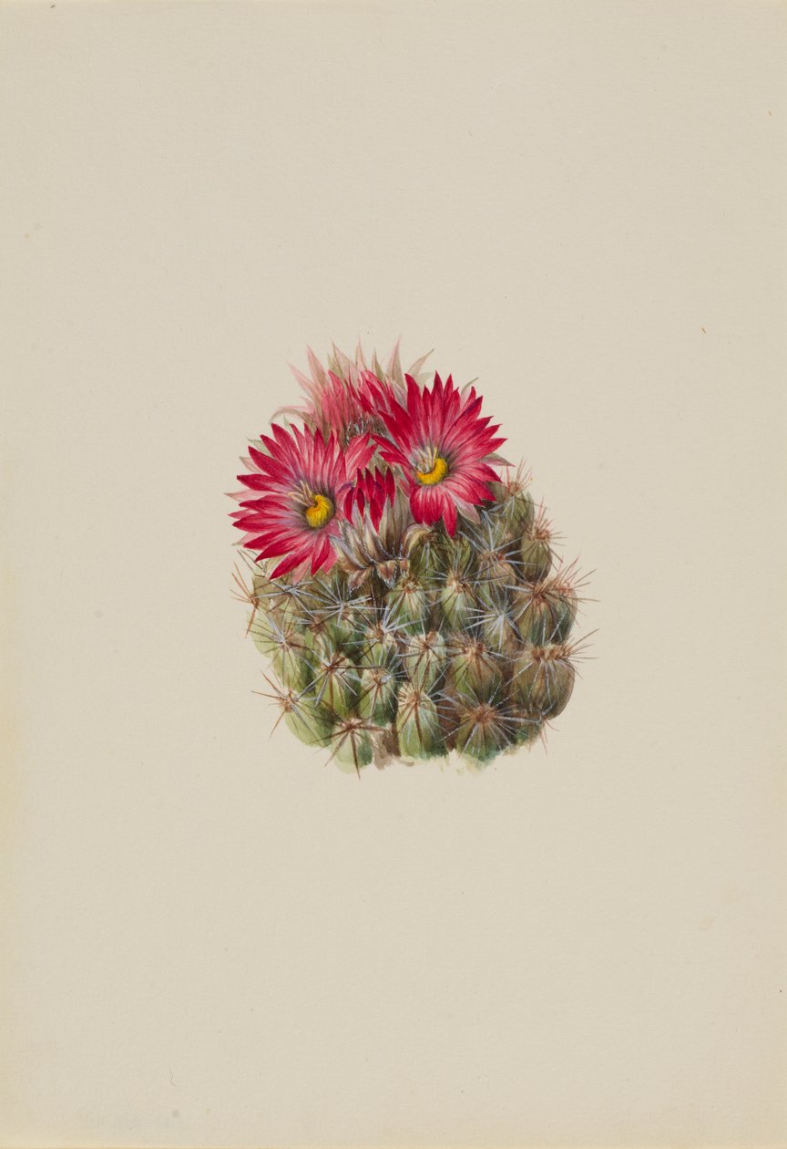 Igelkaktus (Coryphantha arizonica) von Mary Vaux Walcott