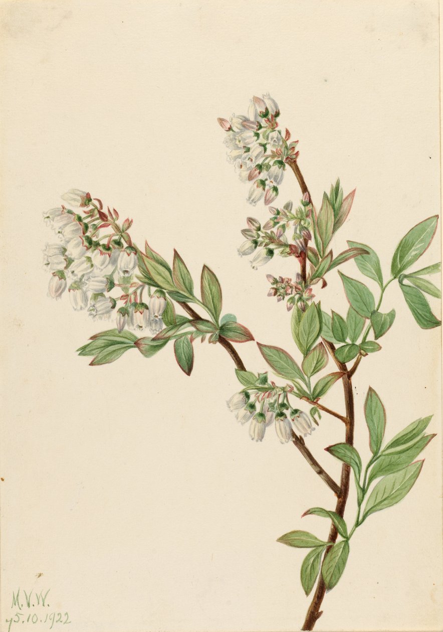 Hohe Heidelbeere (Vaccinium corymbosum) von Mary Vaux Walcott
