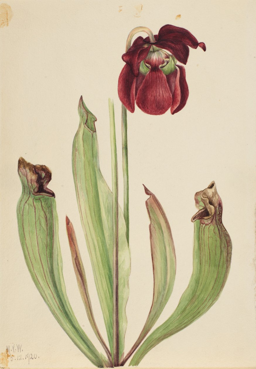 Hybride Kannenpflanze (Sarracenia rubra xs purpurea venosa) von Mary Vaux Walcott