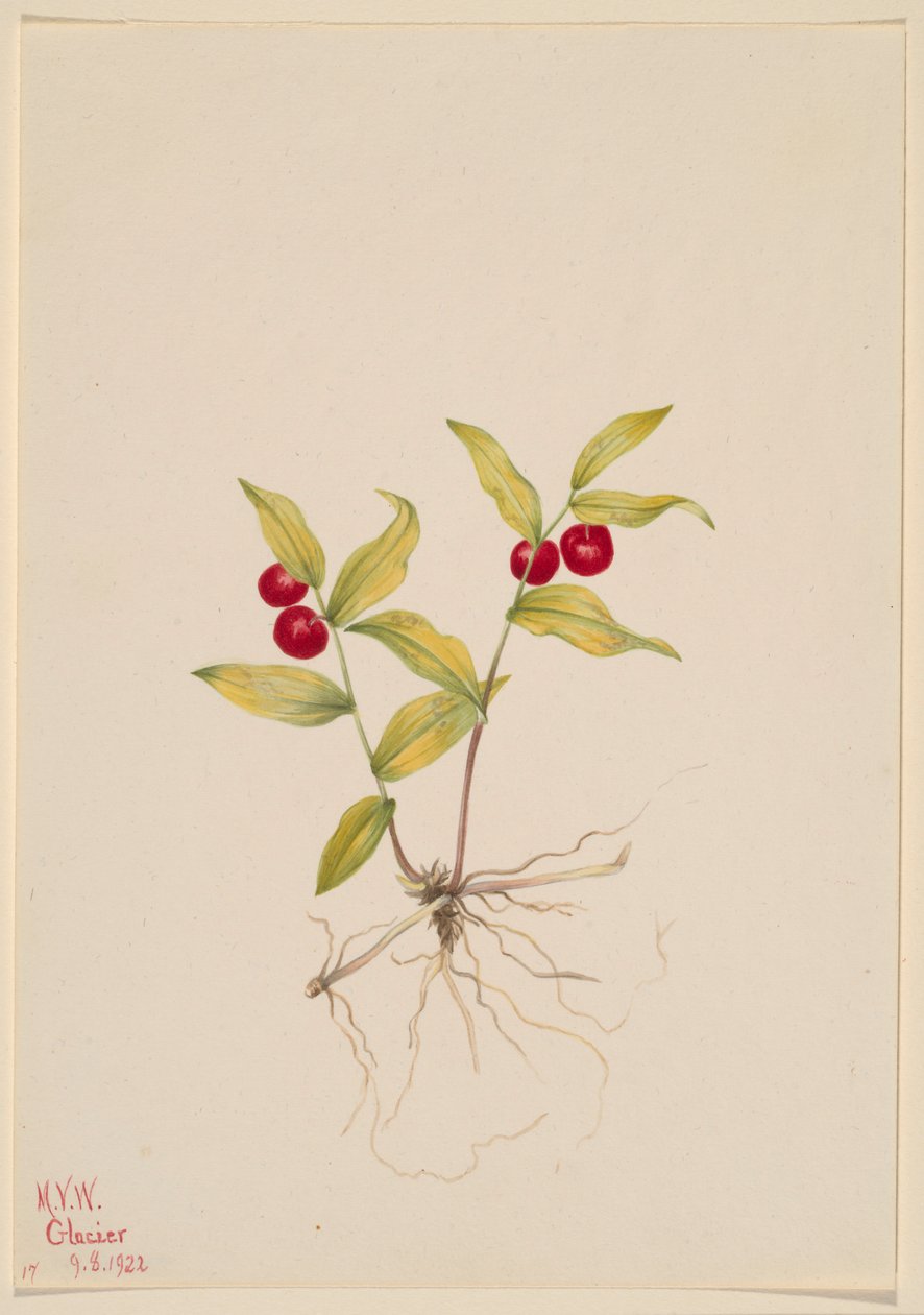 Kruhsea (Kruhsea streptopoides) von Mary Vaux Walcott