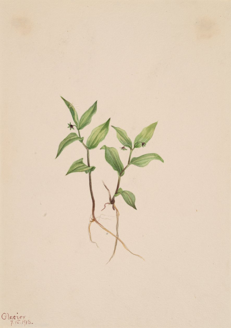 Kruhsea Kruhsea streptopoides, 1913 von Mary Vaux Walcott
