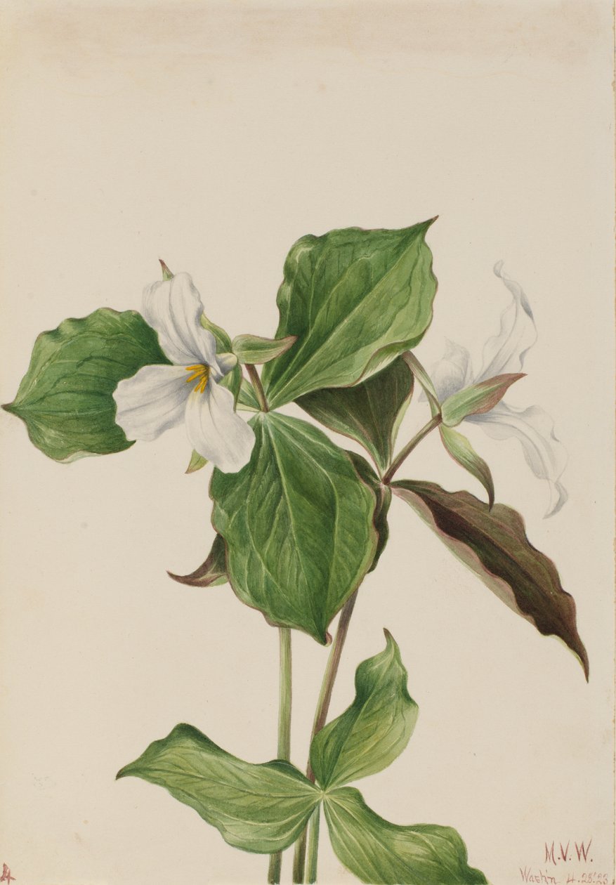 Großes Weißes Trillium Trillium grandiflorum von Mary Vaux Walcott