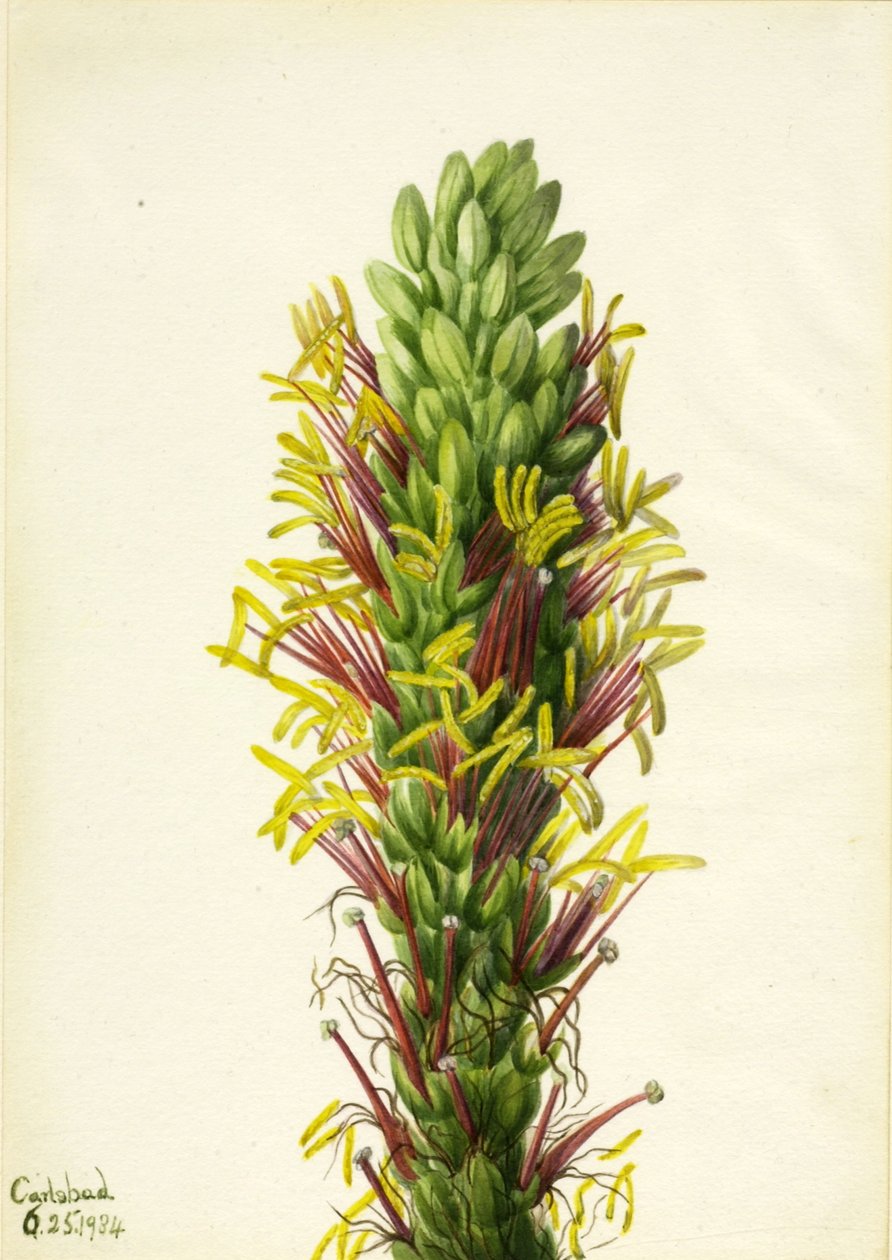 Lechuguilla (Agava lechuguilla) von Mary Vaux Walcott