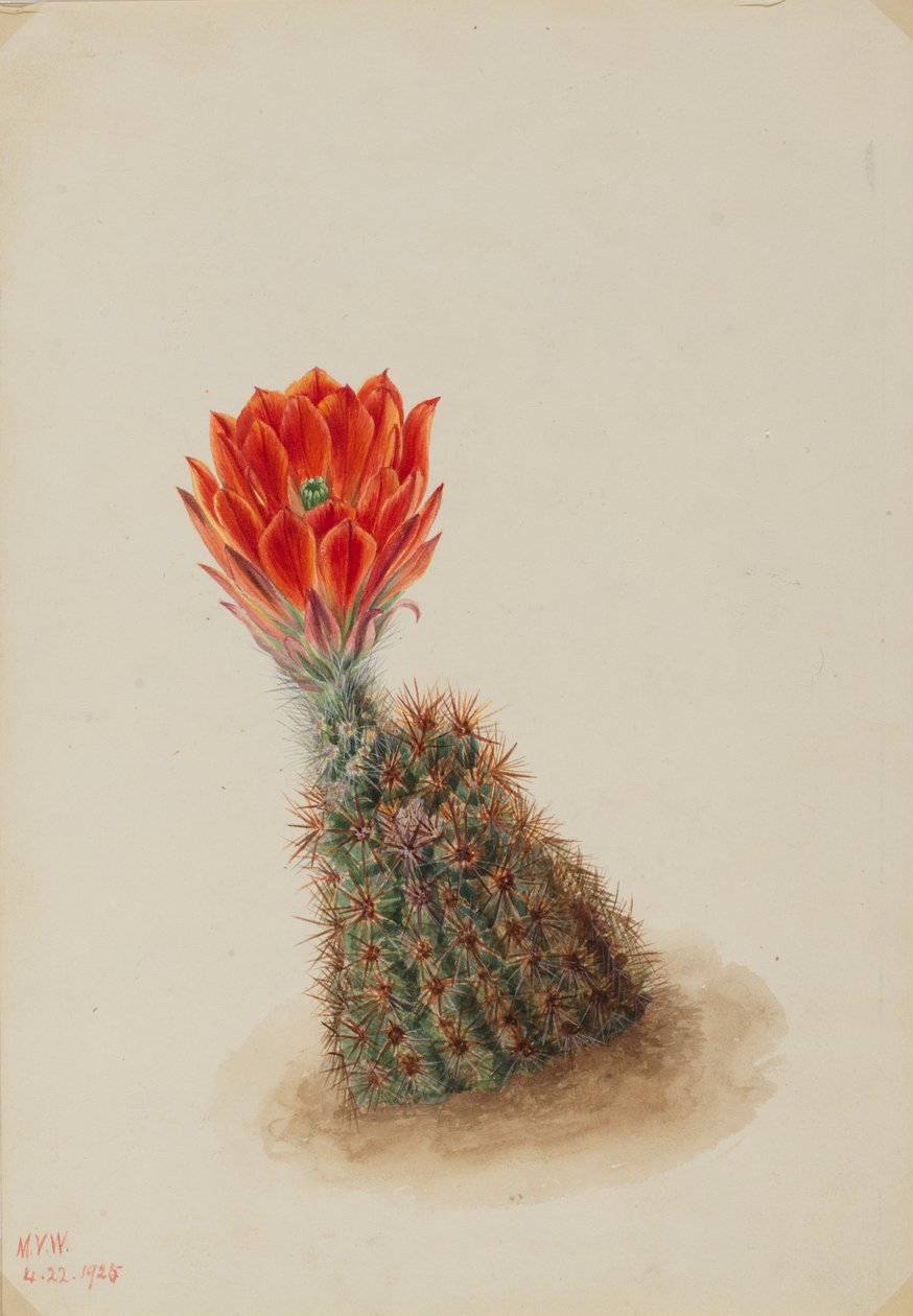 Lloyds Erdbeerkaktus (Echinocereus lloydii) von Mary Vaux Walcott