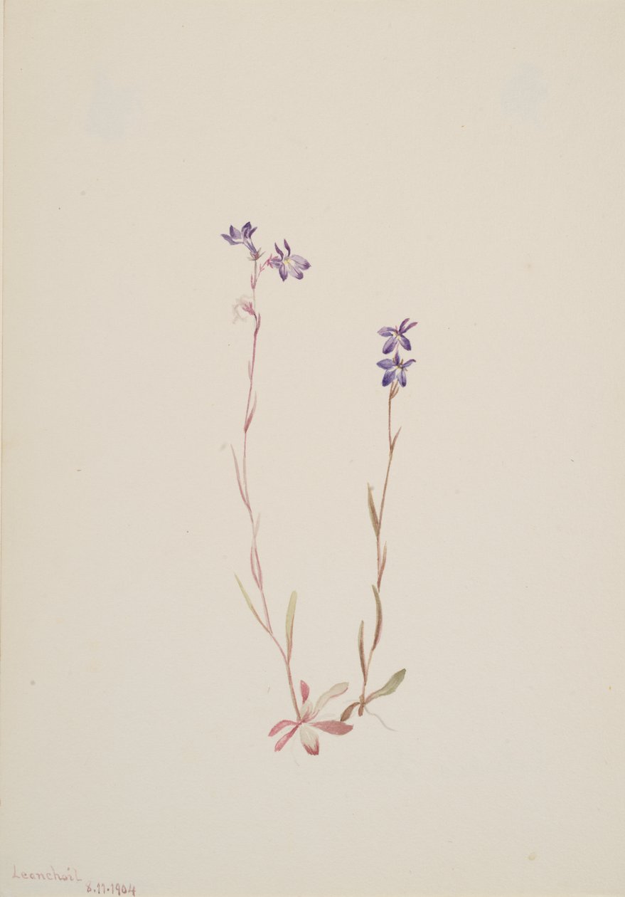 Lobelia Kalmii, 1904 von Mary Vaux Walcott