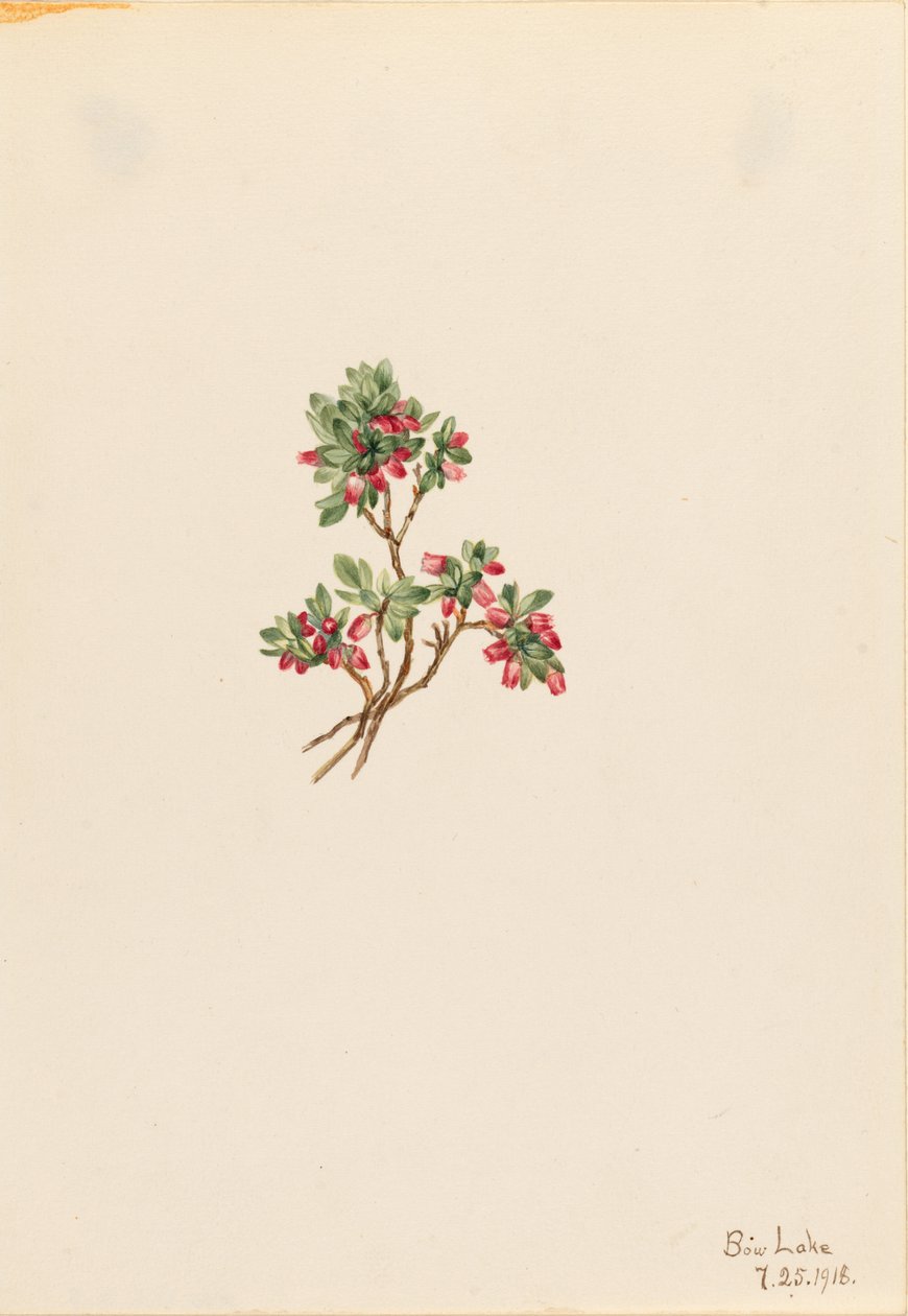 Niedrige Heidelbeere (Vaccinium caespitosum) von Mary Vaux Walcott