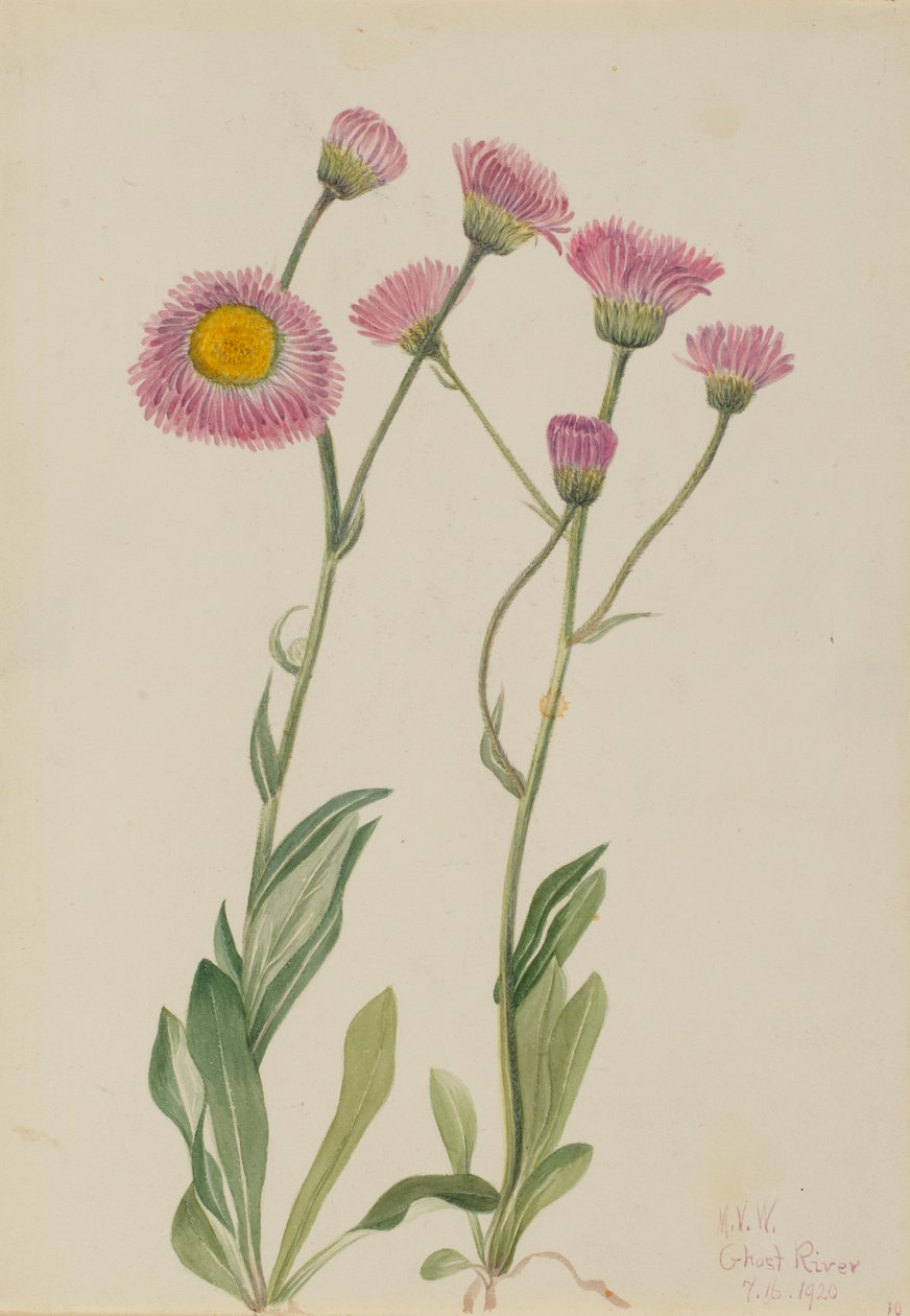 Wiesen-Bergkraut (Erigeron speciosus) von Mary Vaux Walcott