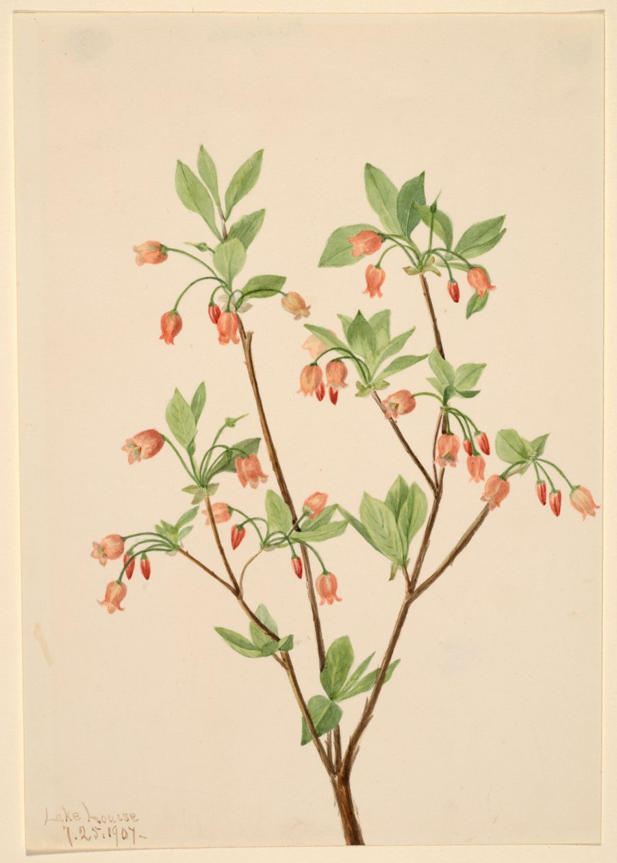 Menziesea Menziesea glabella, 1907 von Mary Vaux Walcott
