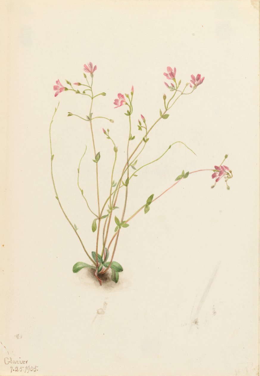 Naiad Frühling Schönheit Claytonia parvifolia, 1905 von Mary Vaux Walcott