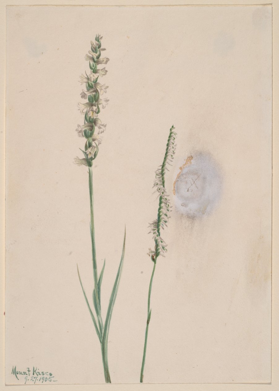 Nickende Frauenschuh-Orchidee, 1905 von Mary Vaux Walcott