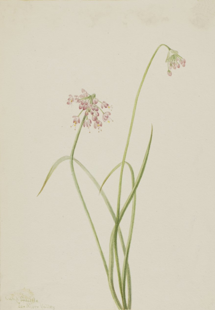 Nickender Lauch Allium cernuum, 1901 von Mary Vaux Walcott