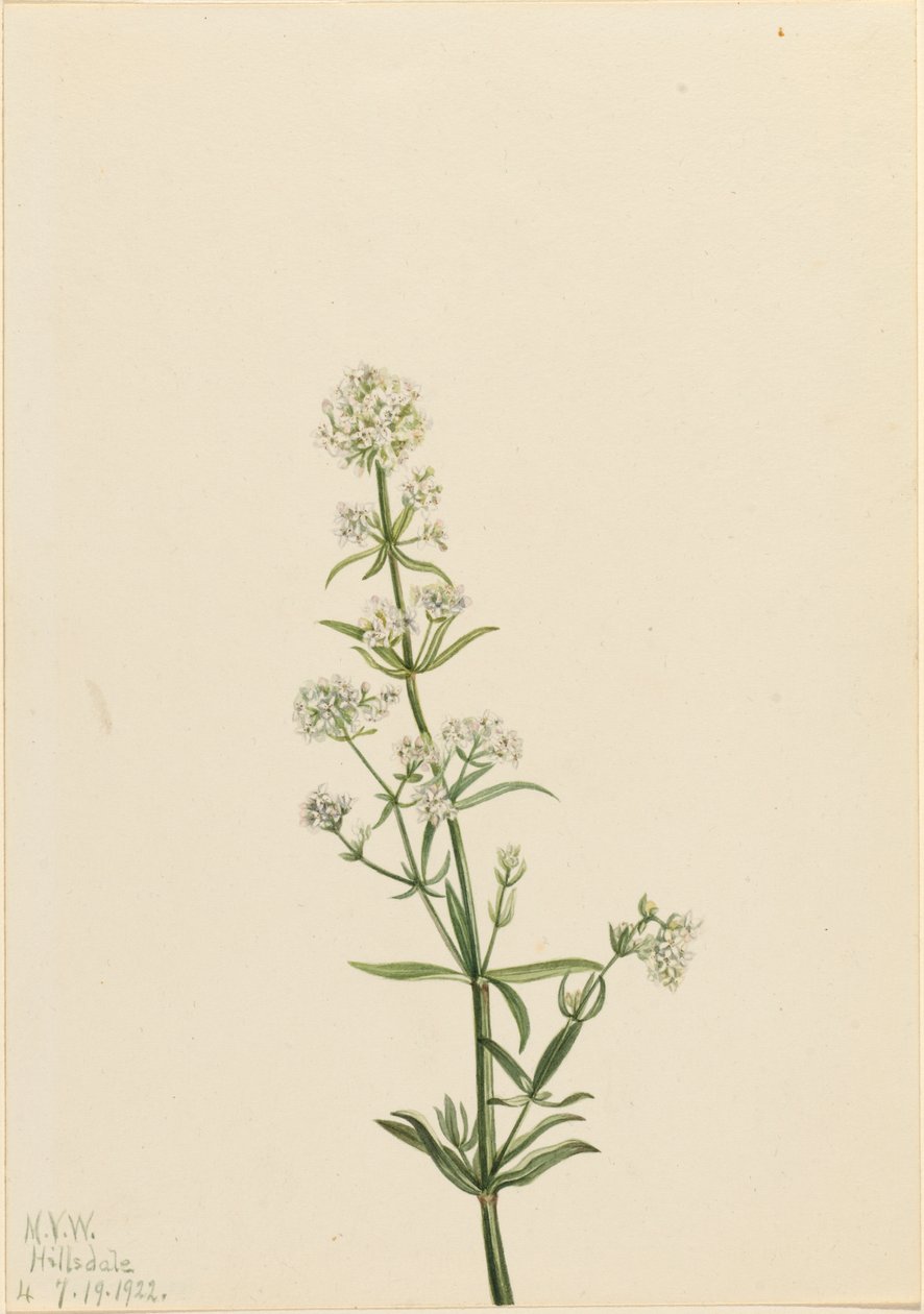 Nördliches Labkraut Galium boreale, 1922 von Mary Vaux Walcott