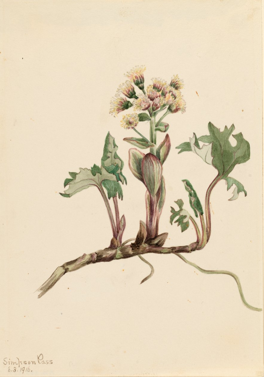 Nordische Pestwurz Petasites hyperboreus, 1916 von Mary Vaux Walcott