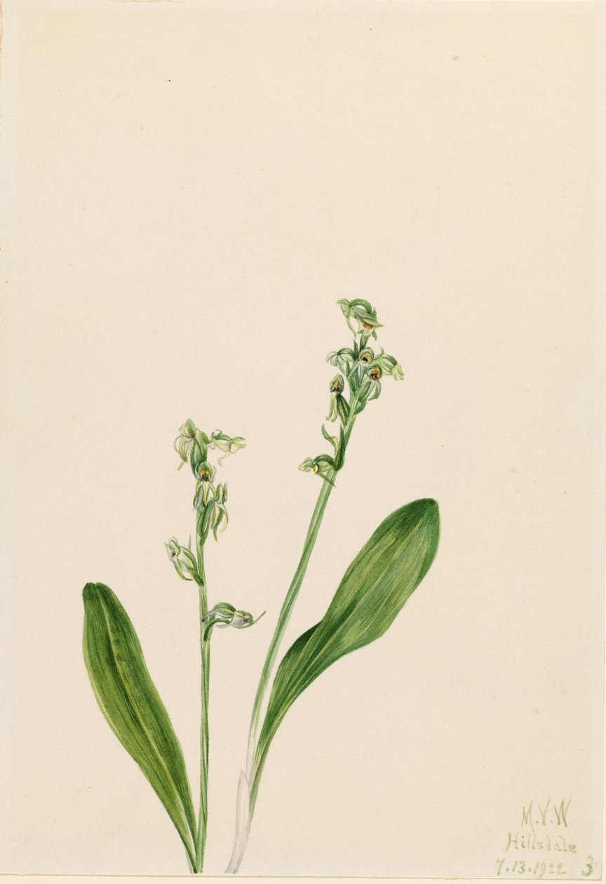 Einblatt-Sumpf-Orchidee (Habenaria obtusata) von Mary Vaux Walcott