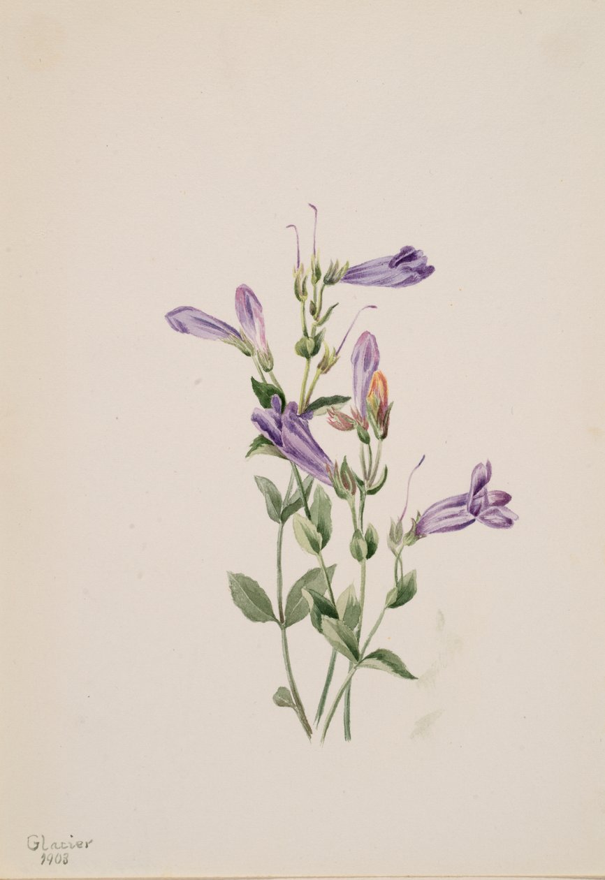 Penstemon Penstimon fruiticosus, 1903 von Mary Vaux Walcott