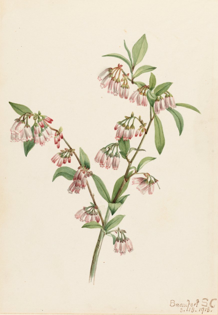 Pineland Blaubeere Vaccinium tenellum, 1918 von Mary Vaux Walcott