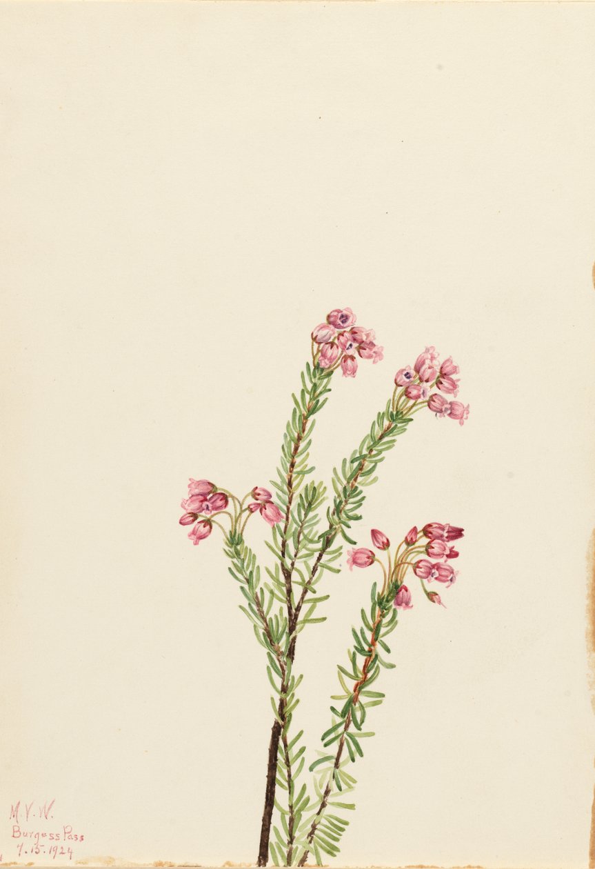 Rosa Bergheide Phyllodoce empetriformis, 1924 von Mary Vaux Walcott