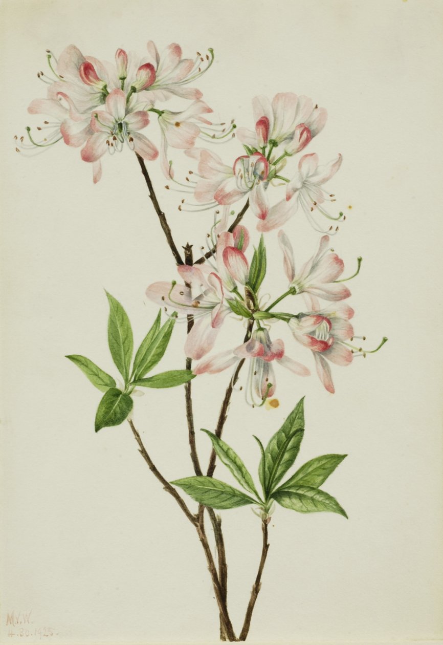Rosa Azalee (Azalea vaseyi) von Mary Vaux Walcott
