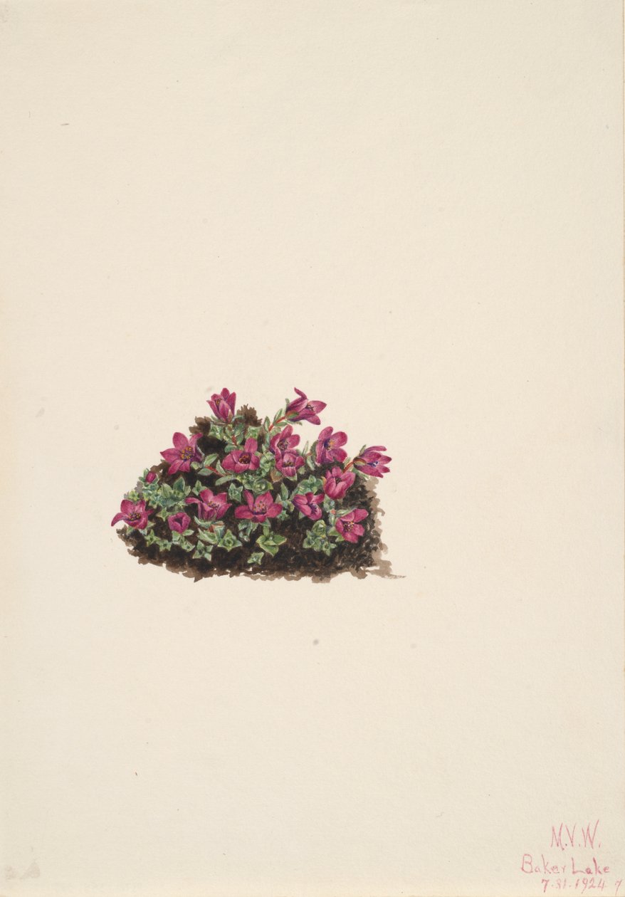 Purpur-Steinbrech (Saxifraga oppositifolia) von Mary Vaux Walcott