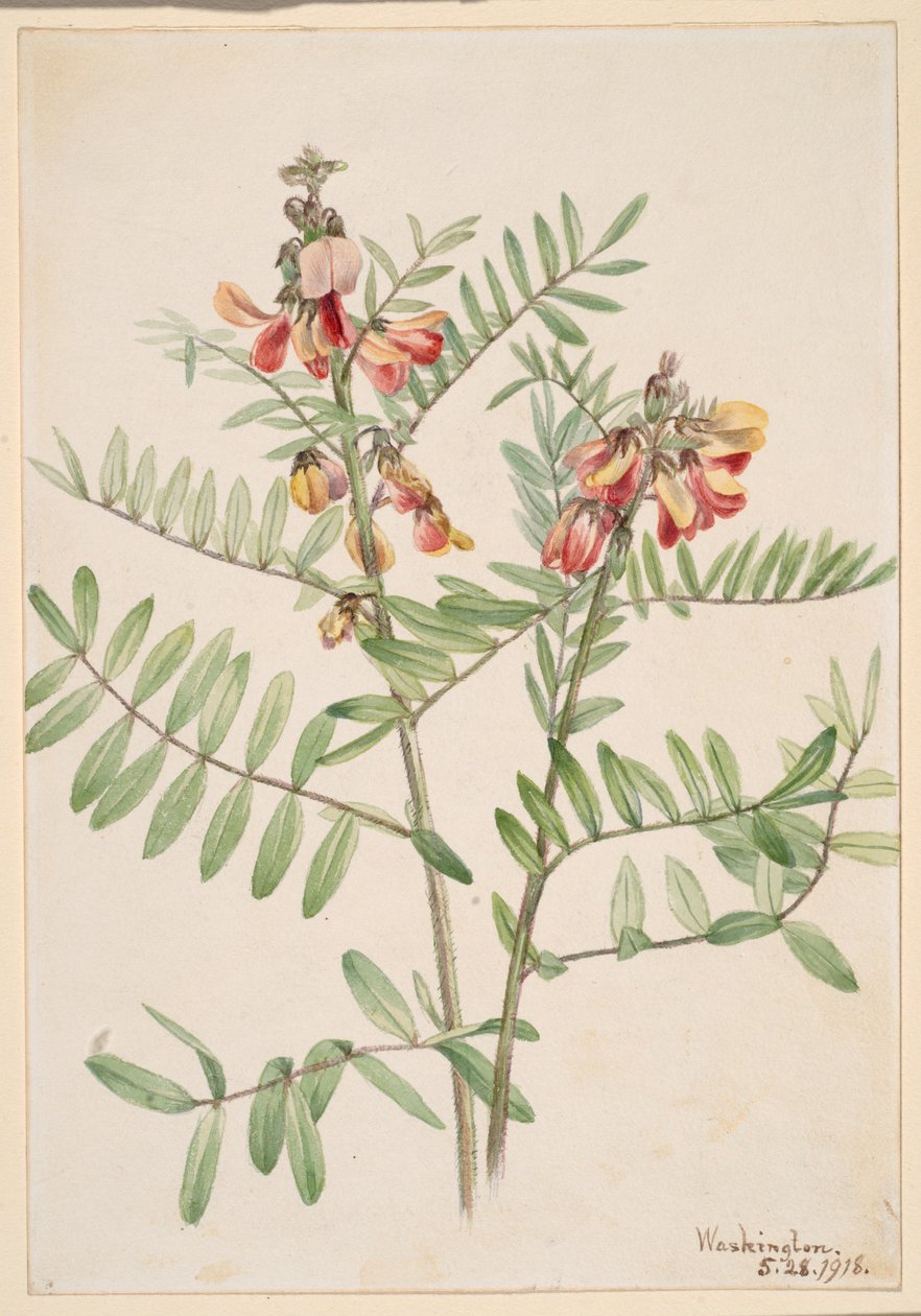 Hasenbohne (Cracca virginiana) von Mary Vaux Walcott