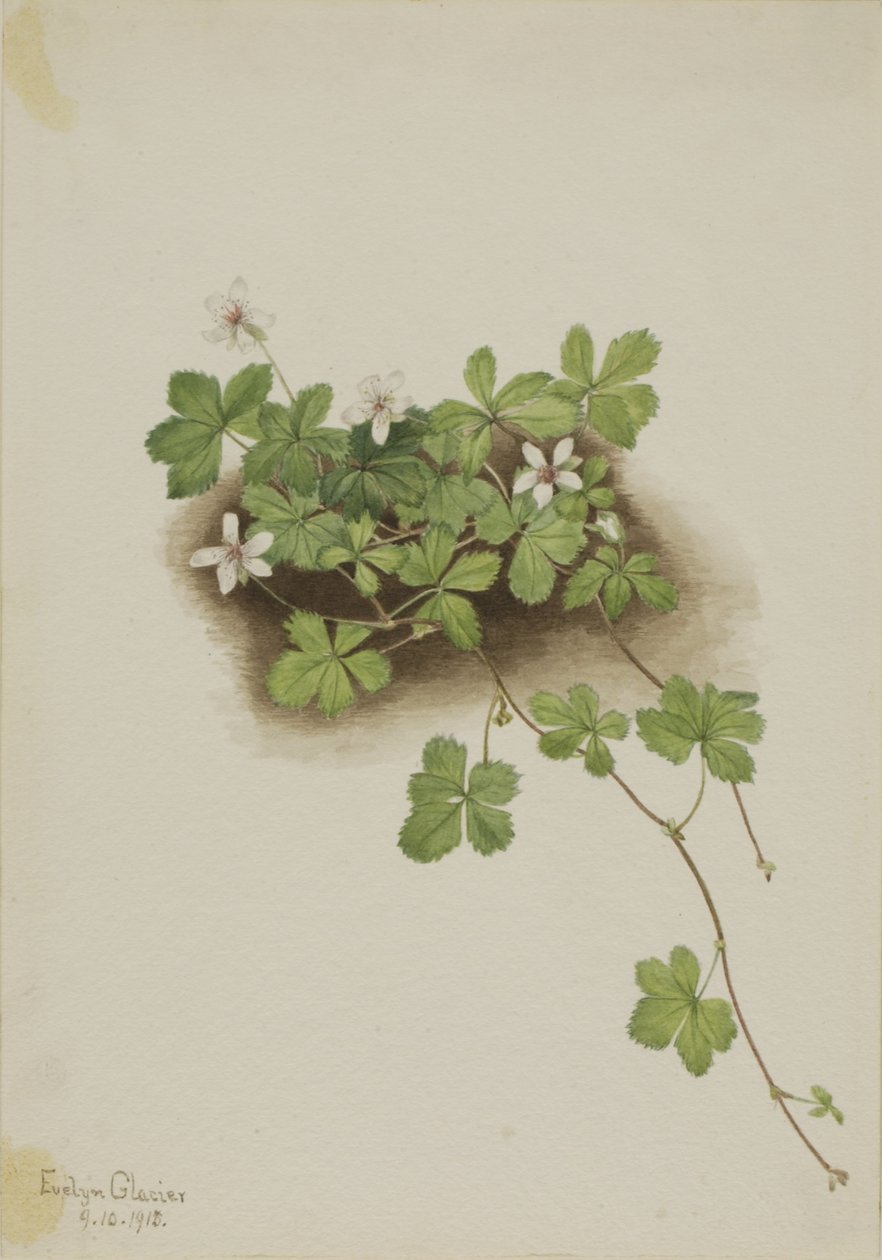 Rote Taube (Rubus pedatus) von Mary Vaux Walcott