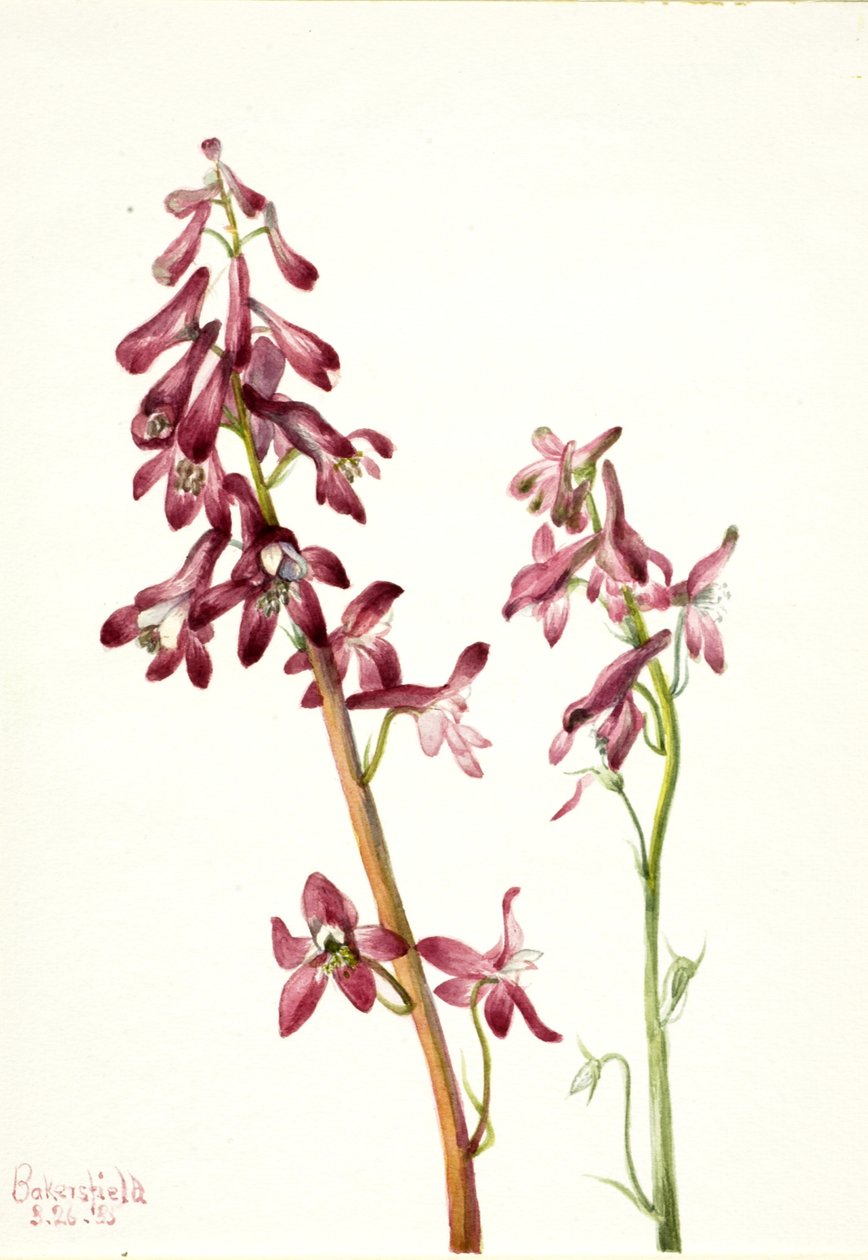Roter Rittersporn von Mary Vaux Walcott