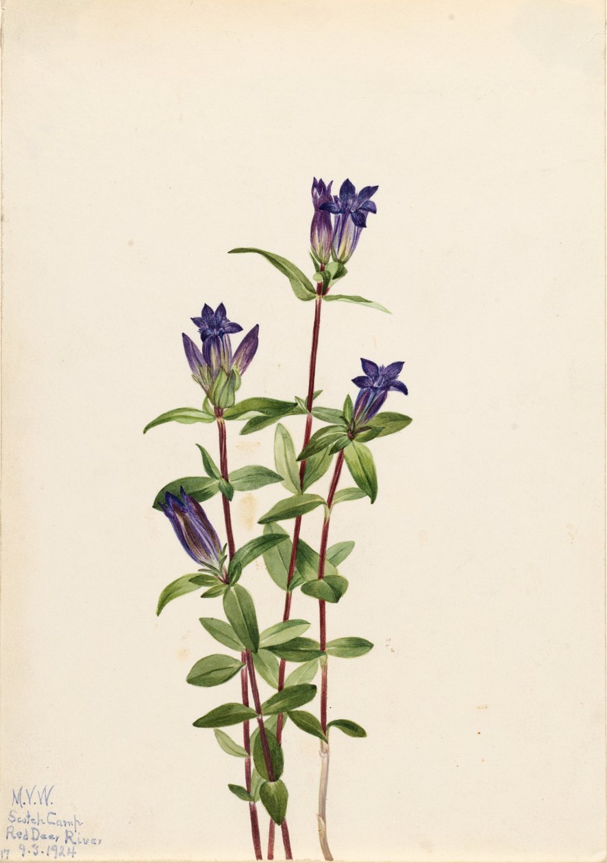 Ufer-Gentian (Gentiana affinis) von Mary Vaux Walcott