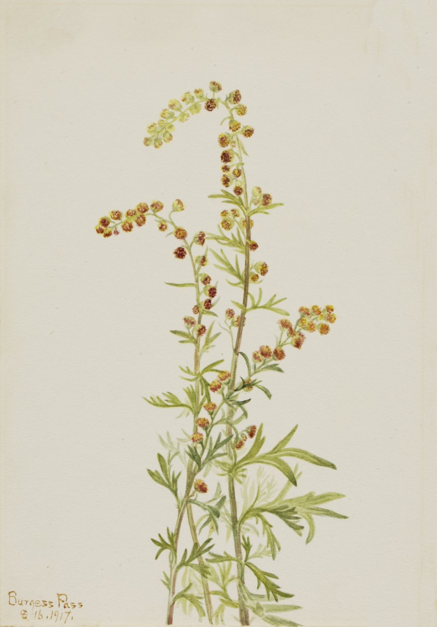 Felsen-Wermut Artemisia discolor, 1917 von Mary Vaux Walcott