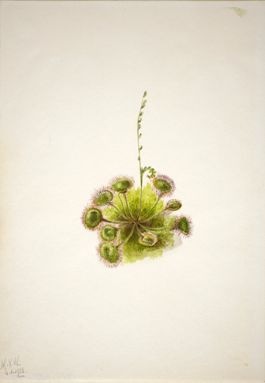 Rundblättriger Sonnentau (Drosera rotundifolia) von Mary Vaux Walcott