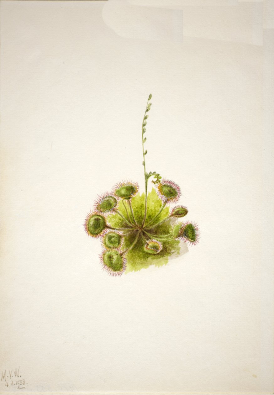 Rundblättriger Sonnentau Drosera rotundifolia von Mary Vaux Walcott