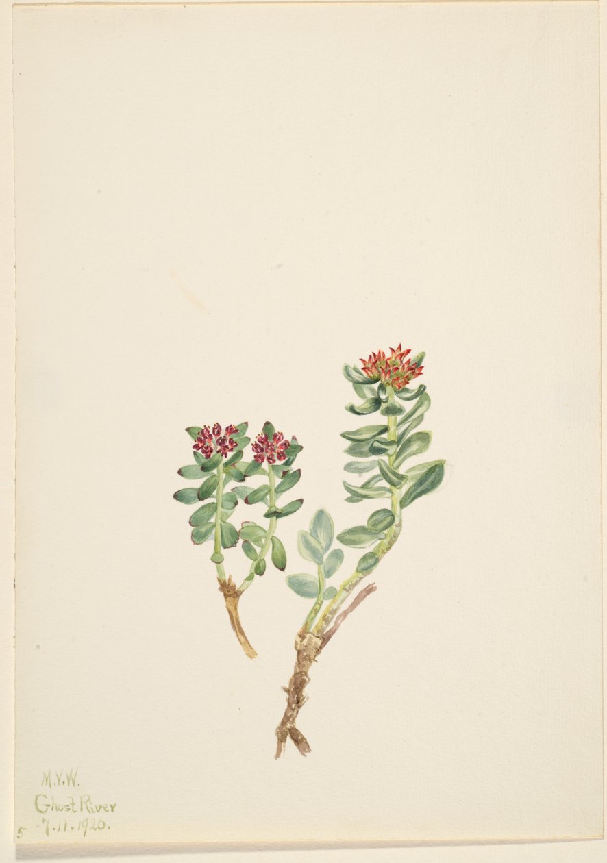 Sanifoiga adscendeus, 1920 von Mary Vaux Walcott
