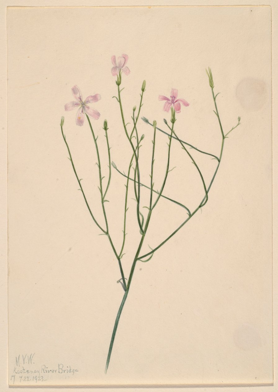 Skelettblume (Lygodesmia juncea) von Mary Vaux Walcott