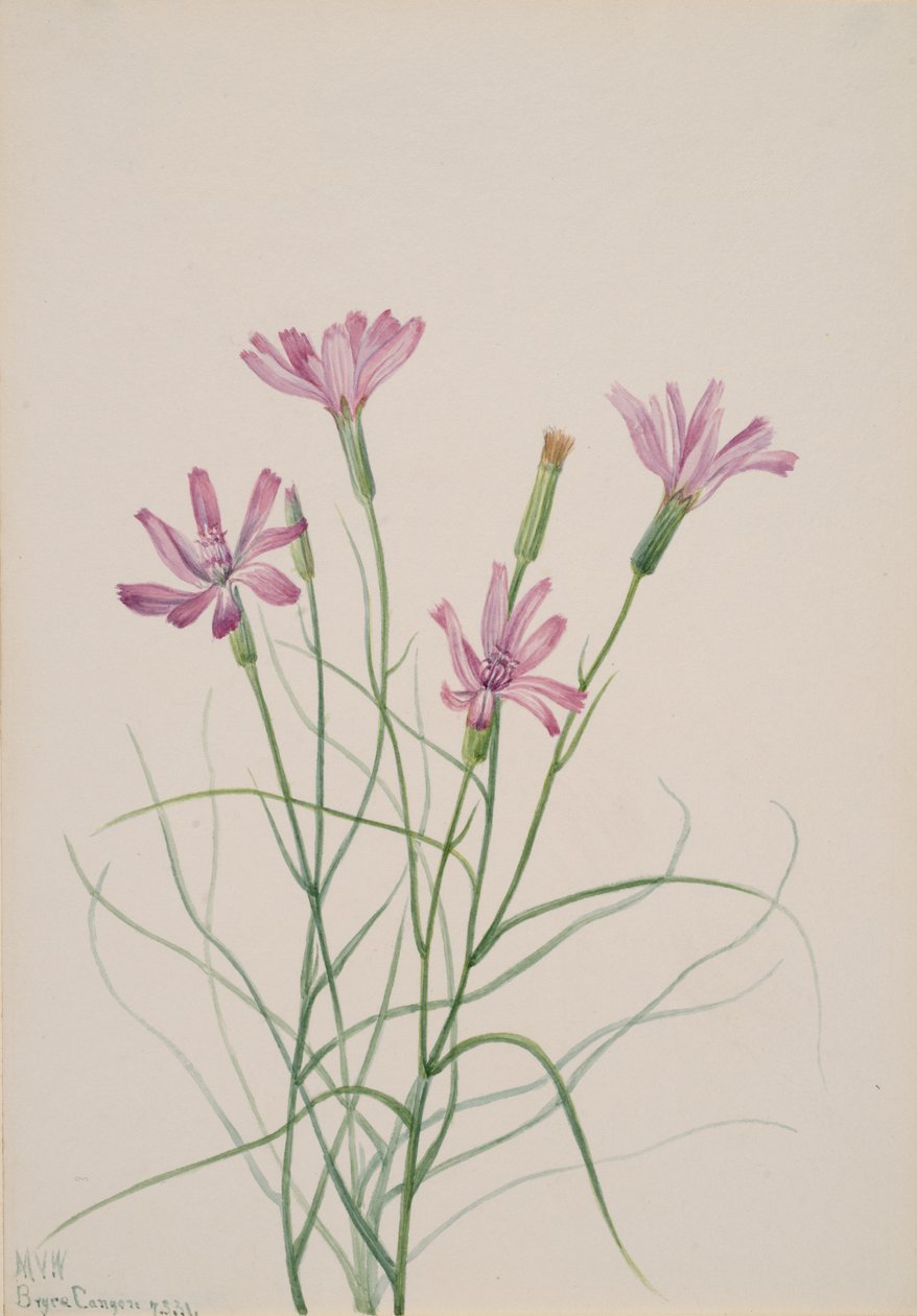 Skelettkraut Lygodesmia grandiflora, 1931 von Mary Vaux Walcott