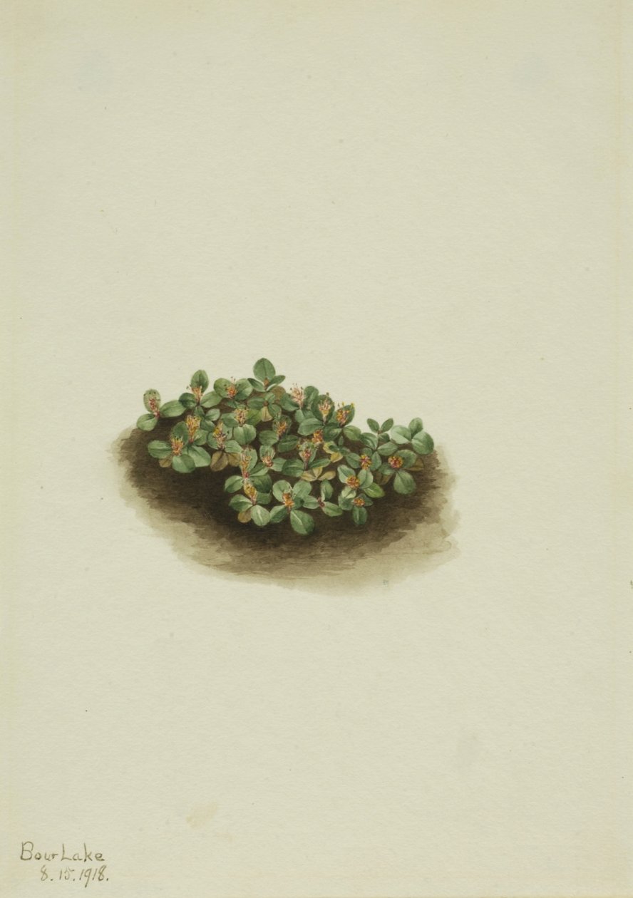 Schneeweide (Salix nivalis) von Mary Vaux Walcott