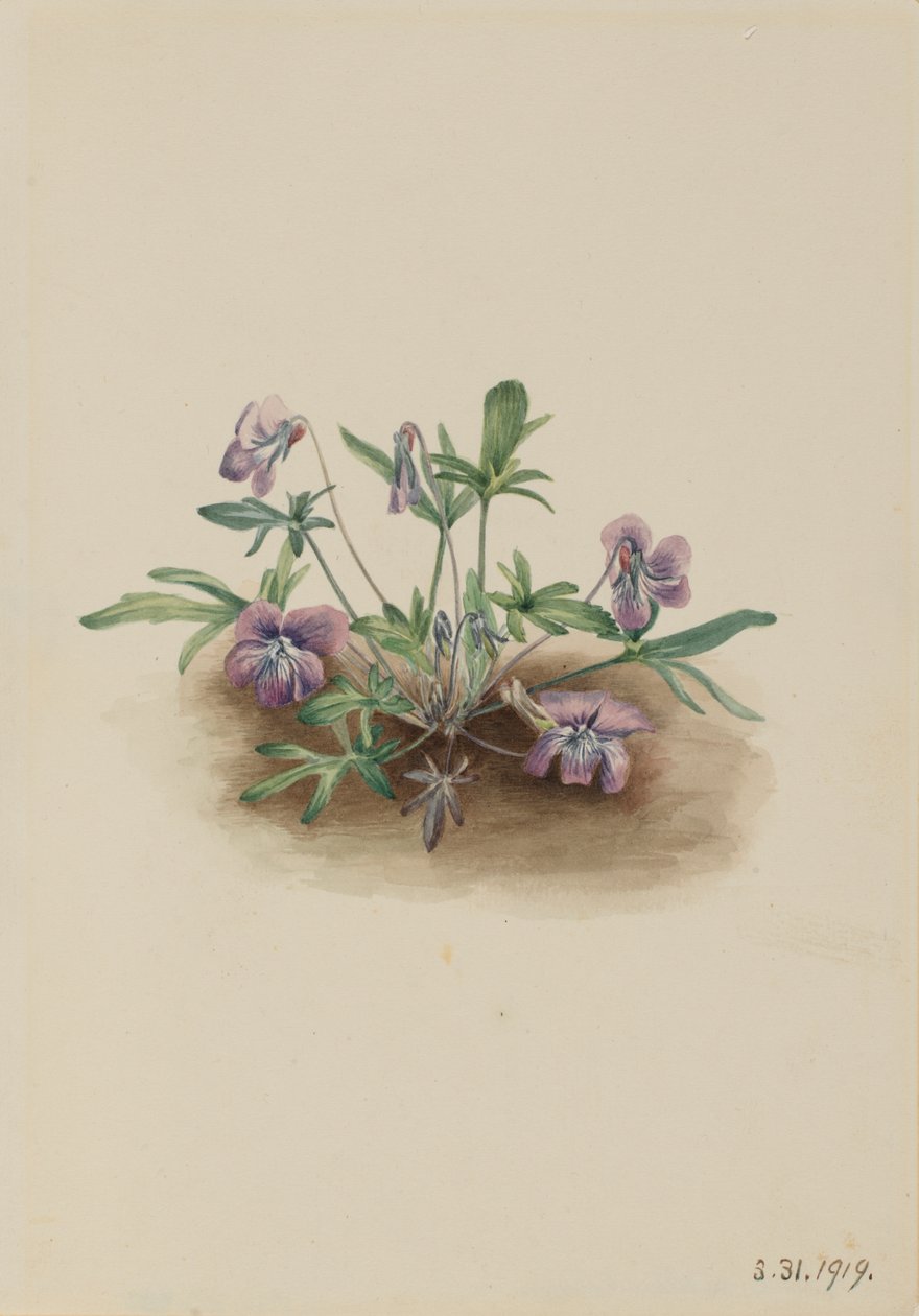 Südliche Küstenveilchen Viola septemloba, 1919 von Mary Vaux Walcott