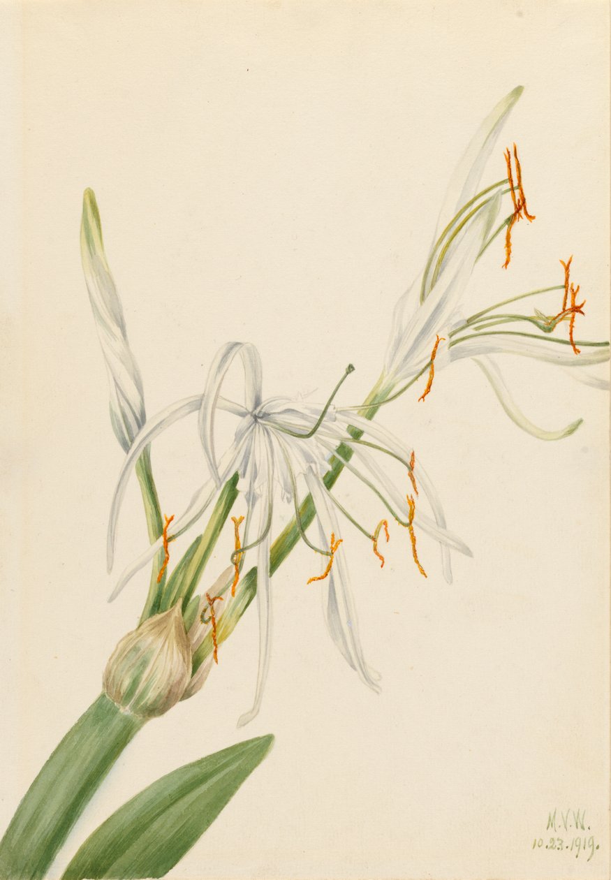 Spinnenlilie (Hymenocallis rotata) von Mary Vaux Walcott