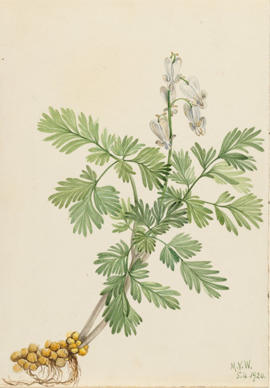 Eichhörnchenmais (Bikukulla canadensis) von Mary Vaux Walcott