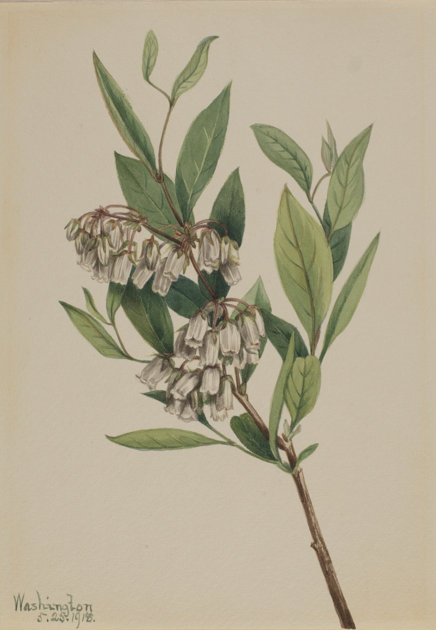 Stagger-Busch (Pieris mariana) von Mary Vaux Walcott