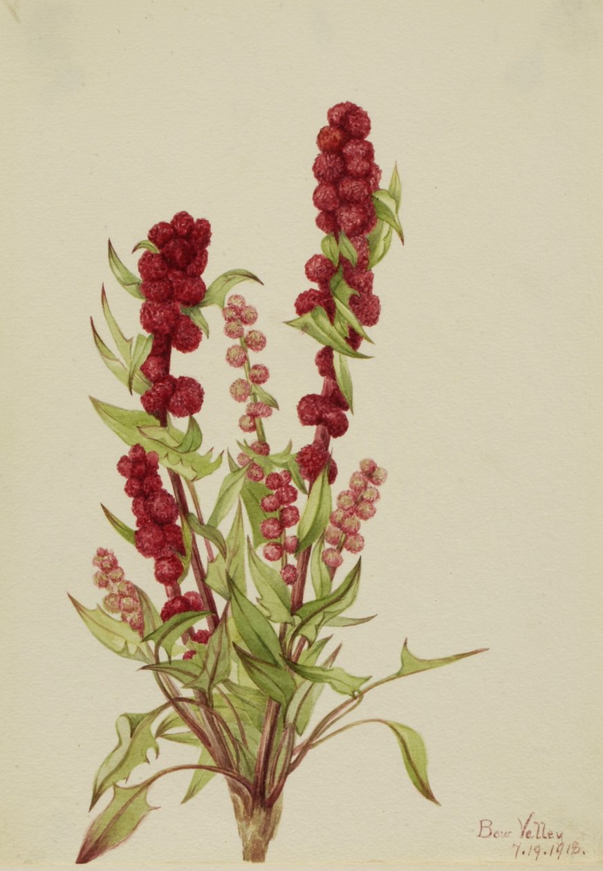 Erdbeer-Gänsefuß Chenopodium capitatum von Mary Vaux Walcott