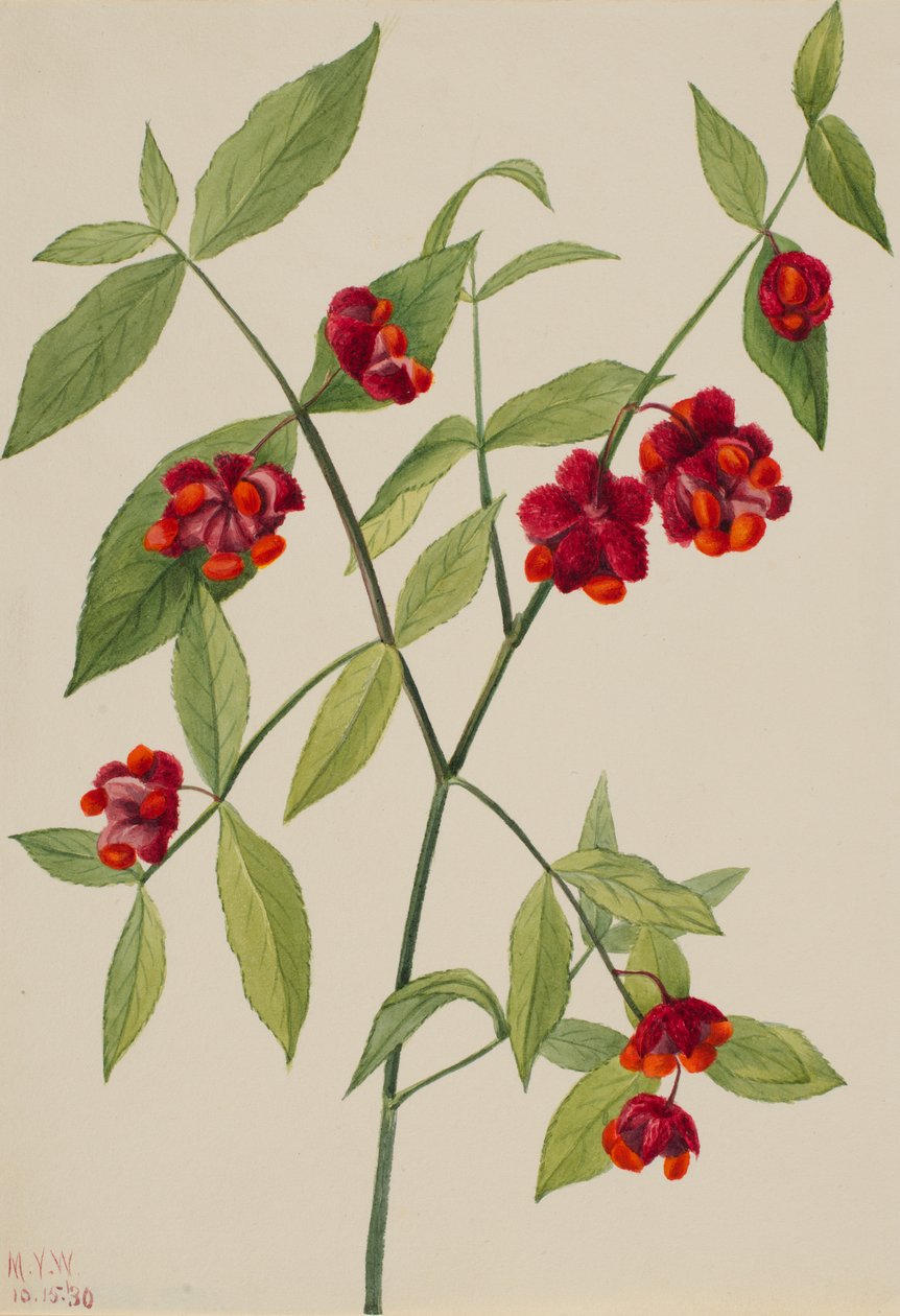 Erdbeerstrauch-Herzen platzen vor Liebe Euonymus Americanus, 1930 von Mary Vaux Walcott