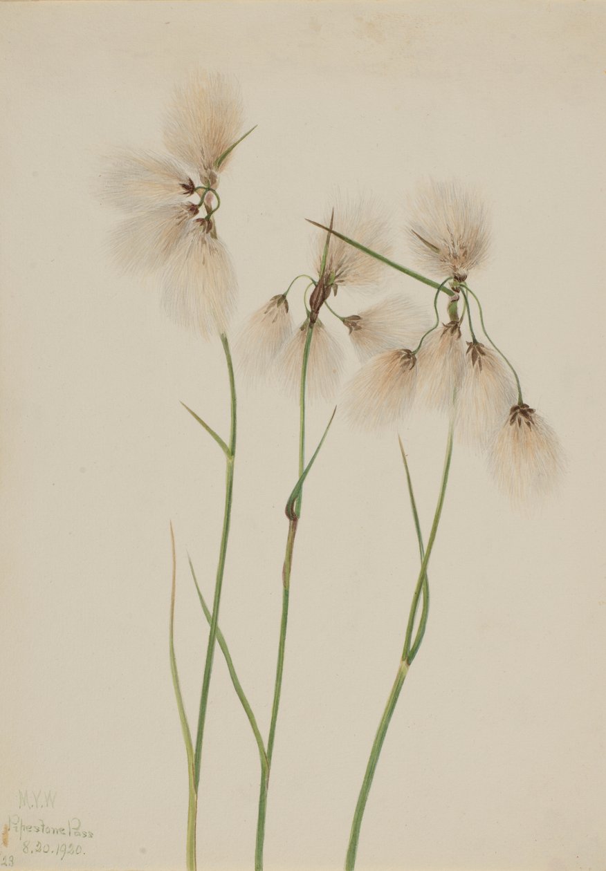 Schmalblättriges Wollgras (Eriophorum angustifolium) von Mary Vaux Walcott