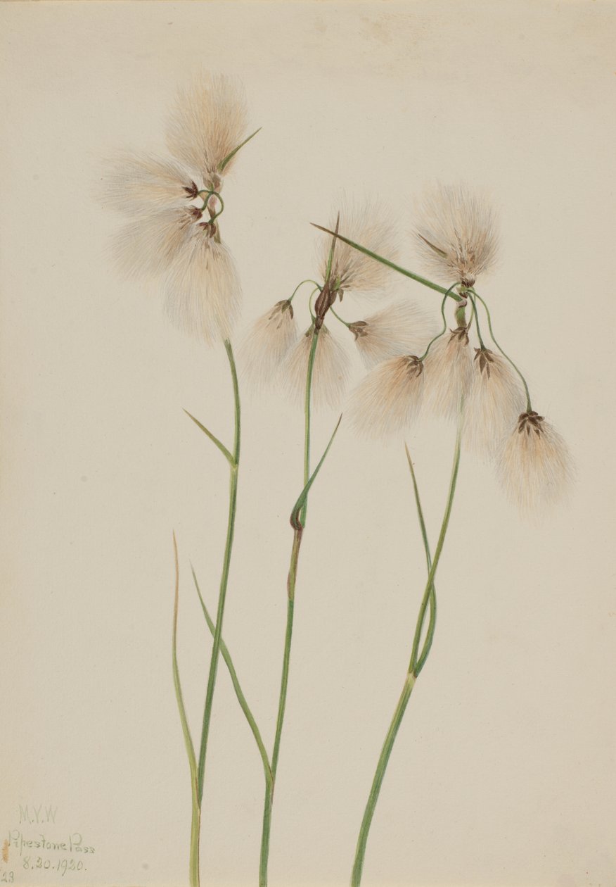 Schmalblättriges Wollgras Eriophorum angustifolium, 1920 von Mary Vaux Walcott