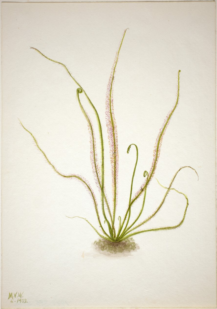 Rundblättriger Sonnentau (Drosera rotundifolia) von Mary Vaux Walcott