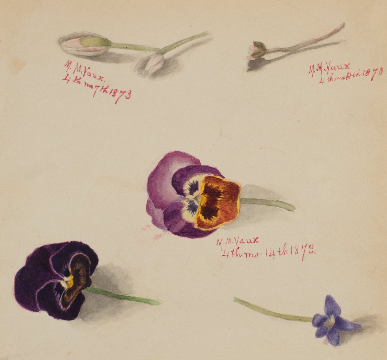 Ohne Titel - Blumenstudie, 1873 von Mary Vaux Walcott
