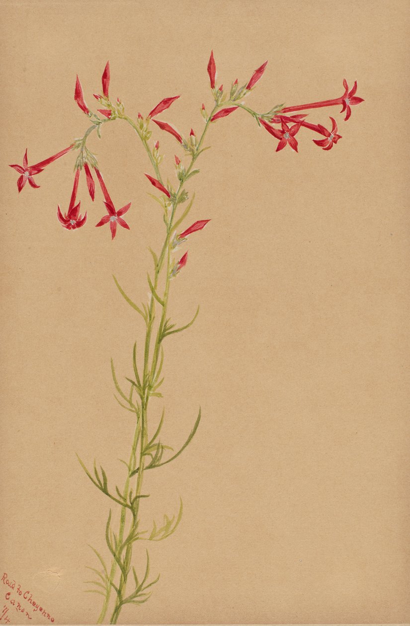Unbetitelt - Blumenstudie, 1883 von Mary Vaux Walcott