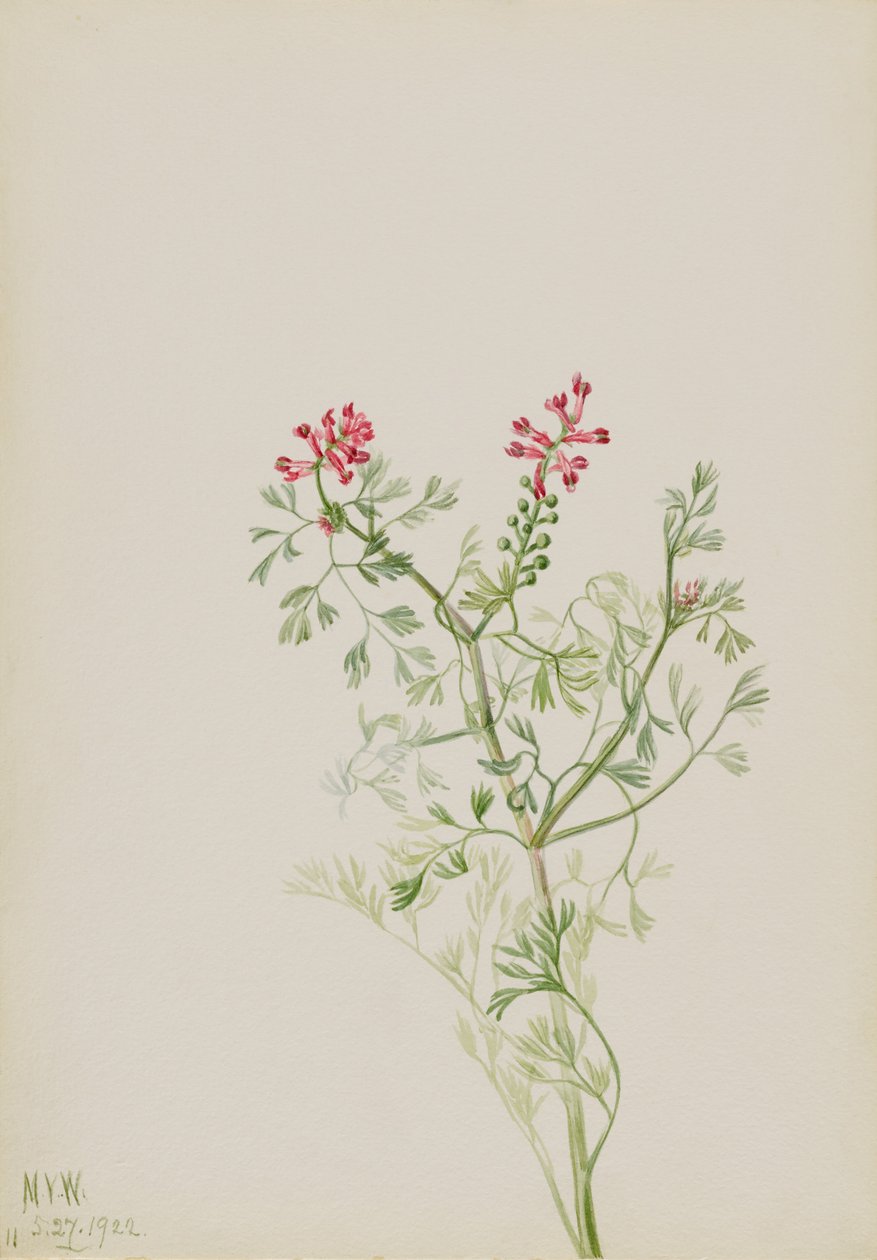 Ohne Titel--Pflanzenstudie von Mary Vaux Walcott