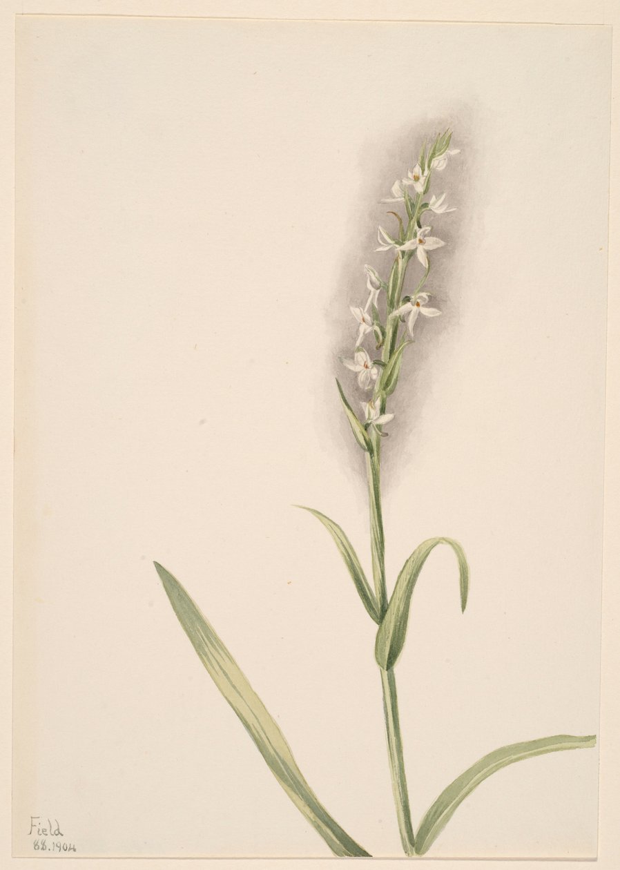 Ohne Titel--Pflanzenstudie von Mary Vaux Walcott