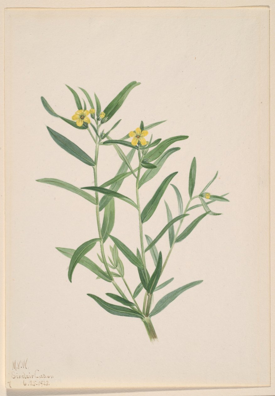 Ohne Titel (Blumenstudie) von Mary Vaux Walcott
