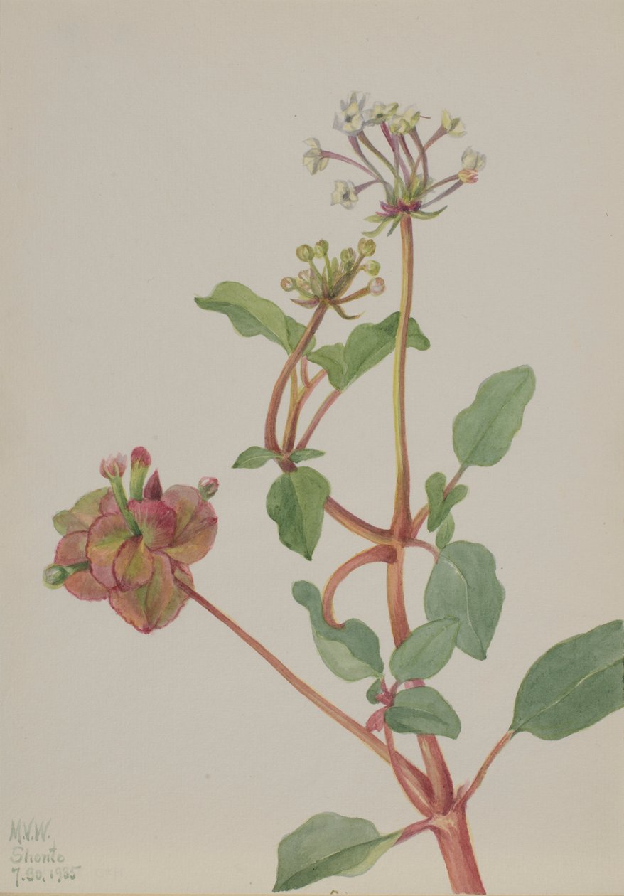 Ohne Titel (Tripterocalyx pedunculatus) von Mary Vaux Walcott