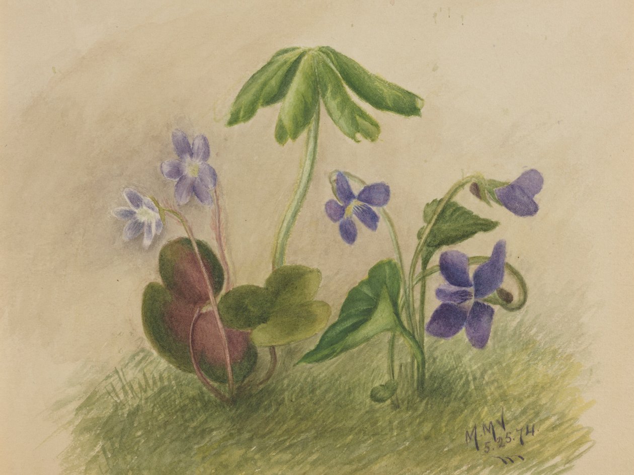Ohne Titel von Mary Vaux Walcott
